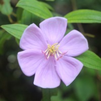 Melastoma sp.